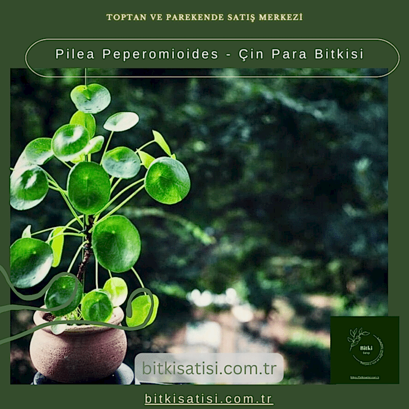 Pilea Peperomioides - Çin Para Bitkisi