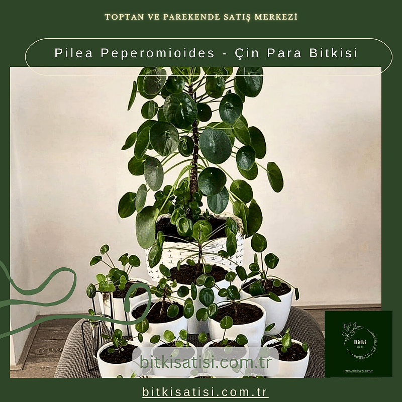 Pilea Peperomioides - Çin Para Bitkisi