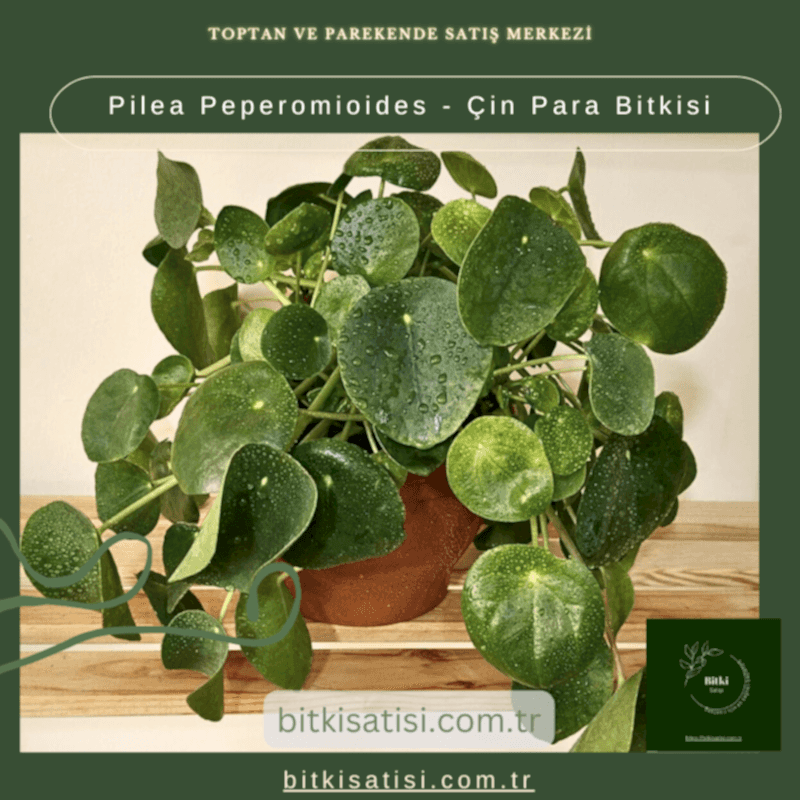 Pilea Peperomioides - Çin Para Bitkisi