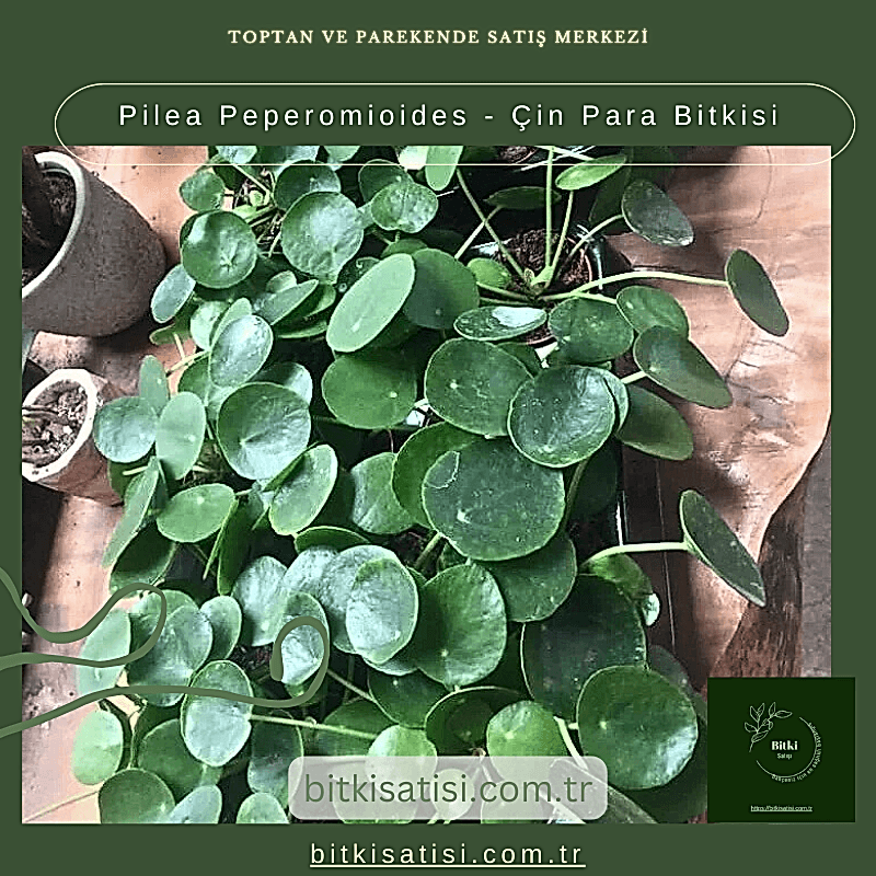 Pilea Peperomioides - Çin Para Bitkisi