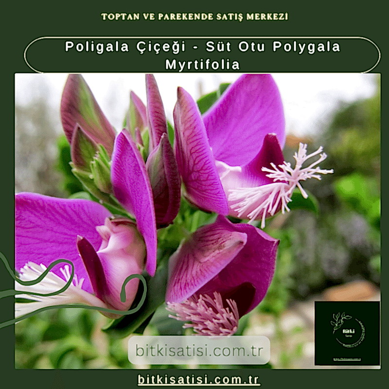 Poligala Çiçeği - Süt Otu Polygala Myrtifolia