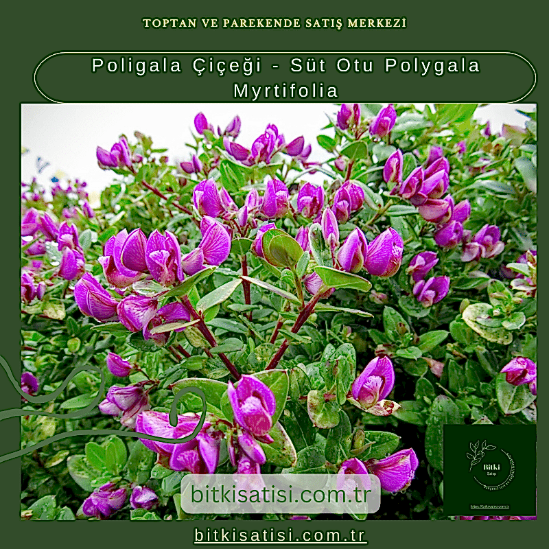 Poligala Çiçeği - Süt Otu Polygala Myrtifolia