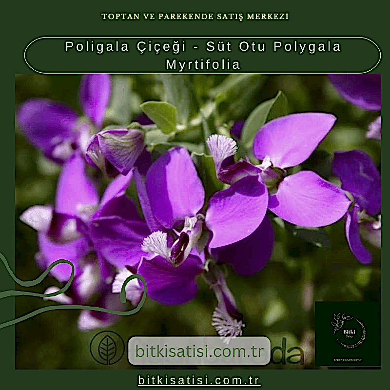 Poligala Çiçeği - Süt Otu Polygala Myrtifolia