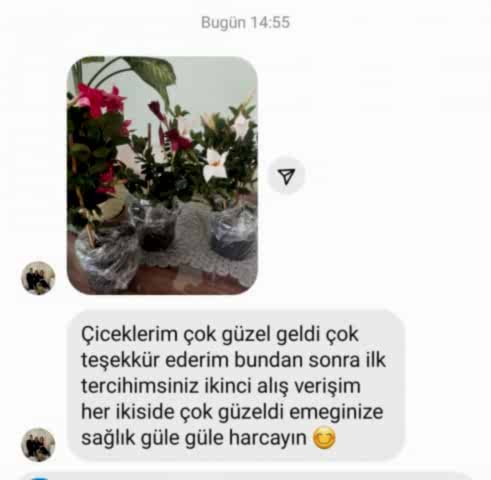 3 renkli Mandavilla Sarmaşığı