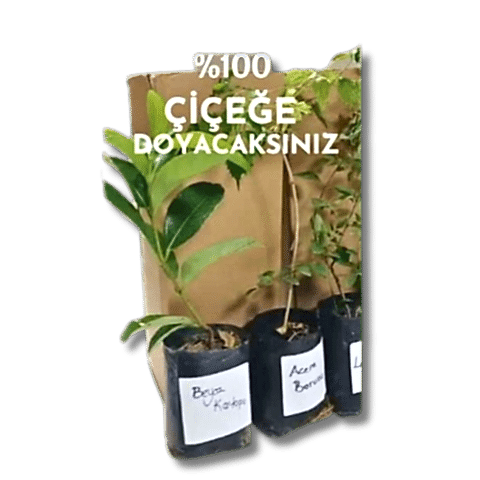 6lı set. 6 saksıda 6 çiçek Beyaz kartopu Acem borusu Leylak Ortanca Mor salkım Ful yasemin