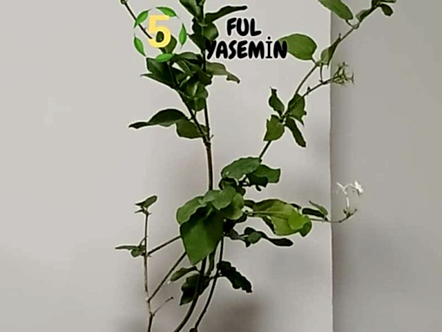 6lı set. 6 saksıda 6 çiçek Beyaz kartopu Acem borusu Leylak Ortanca Mor salkım Ful yasemin