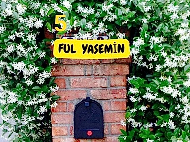 6lı set. 6 saksıda 6 çiçek Beyaz kartopu Acem borusu Leylak Ortanca Mor salkım Ful yasemin