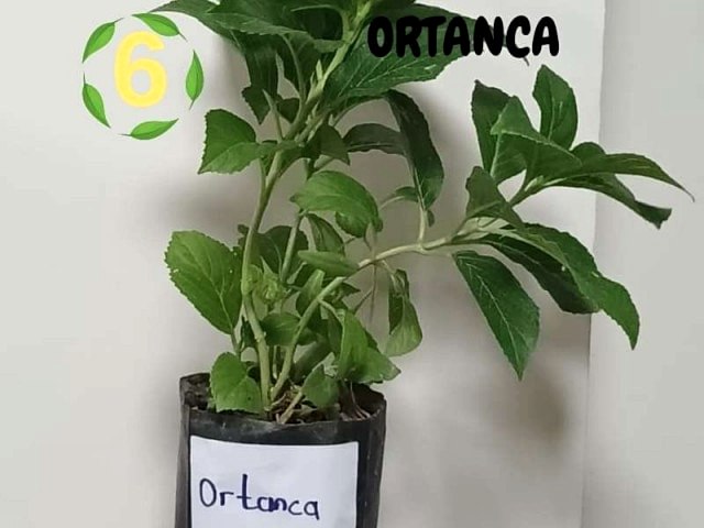 6lı set. 6 saksıda 6 çiçek Beyaz kartopu Acem borusu Leylak Ortanca Mor salkım Ful yasemin