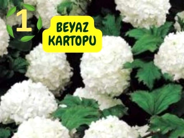 6lı set. 6 saksıda 6 çiçek Beyaz kartopu Acem borusu Leylak Ortanca Mor salkım Ful yasemin