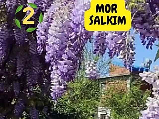 6lı set. 6 saksıda 6 çiçek Beyaz kartopu Acem borusu Leylak Ortanca Mor salkım Ful yasemin