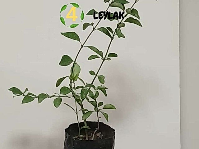 6lı set. 6 saksıda 6 çiçek Beyaz kartopu Acem borusu Leylak Ortanca Mor salkım Ful yasemin