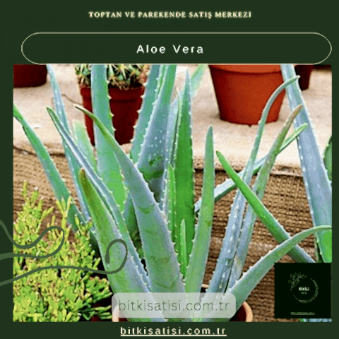 Aloe Vera Bitkisi - Doğal Cilt Bakımı ve Sağlık İçin Yetiştirin