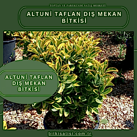 Altuni Taflan Dış Mekan Bitkisi