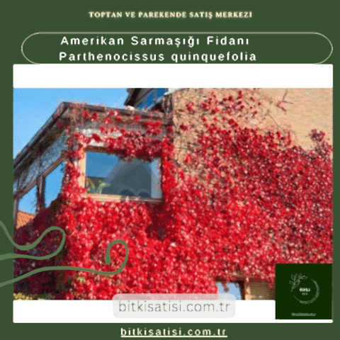 Amerikan Sarmaşığı Fidanı Parthenocissus quinquefolia