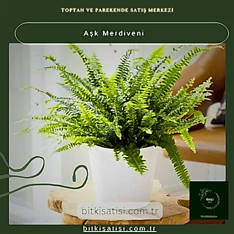 Aşk Merdiveni