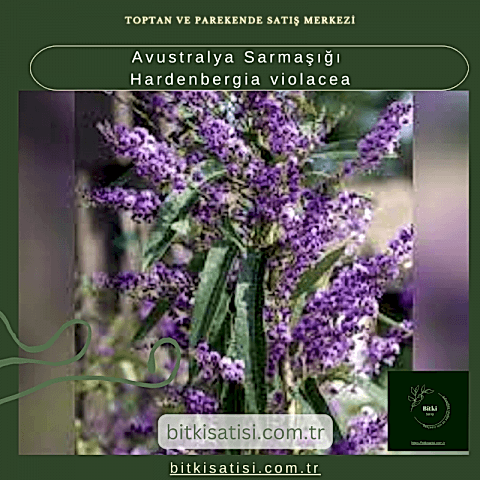 Avustralya Sarmaşığı Hardenbergia violacea