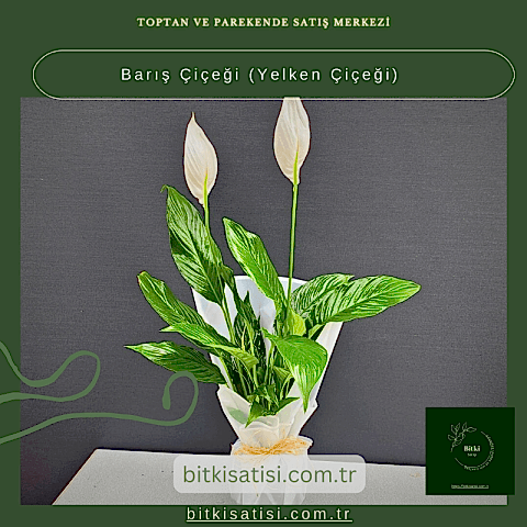Barış Çiçeği-Yelken Çiçeği- Spatifilyum