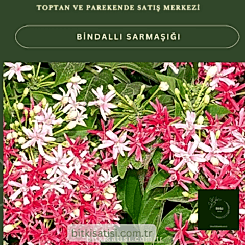 Bindallı Sarmaşığı Muhteşem Görüntü Muhteşem Kokulu