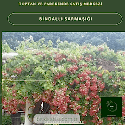 Bindallı Sarmaşığı Muhteşem Görüntü Muhteşem Kokulu