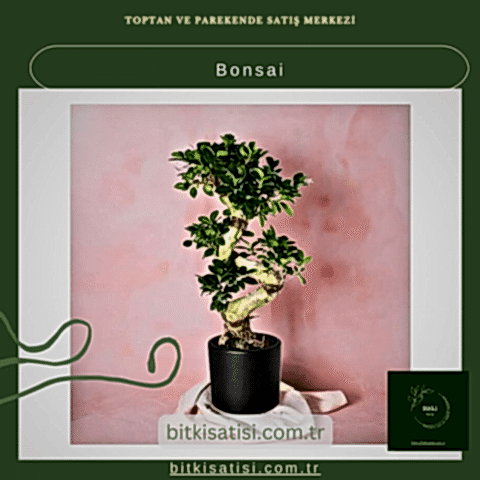 Bonsai