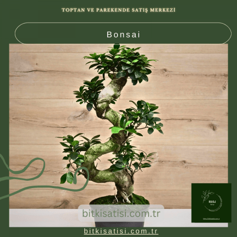Bonsai