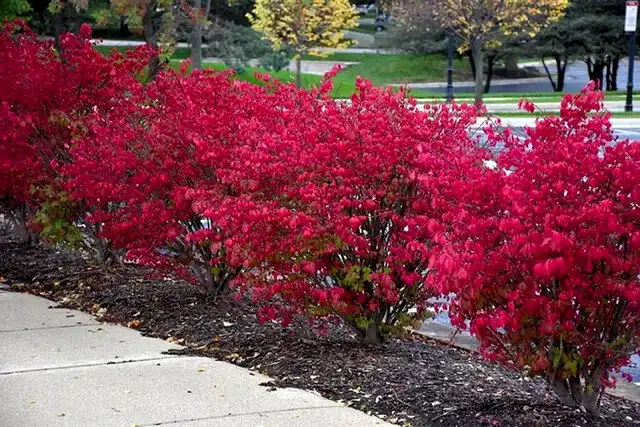 Burning Bush Bitkisi Satışı: Bahçenizi Sonbaharda Parlatın