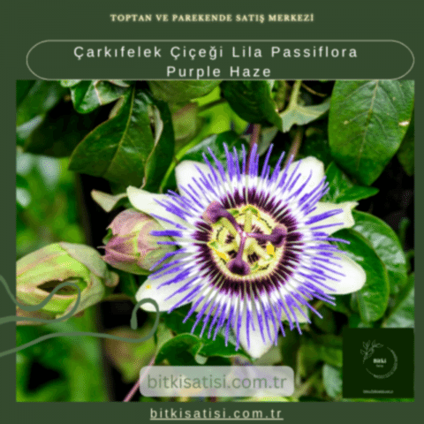 Çarkıfelek Çiçeği Lila Passiflora Purple Haze