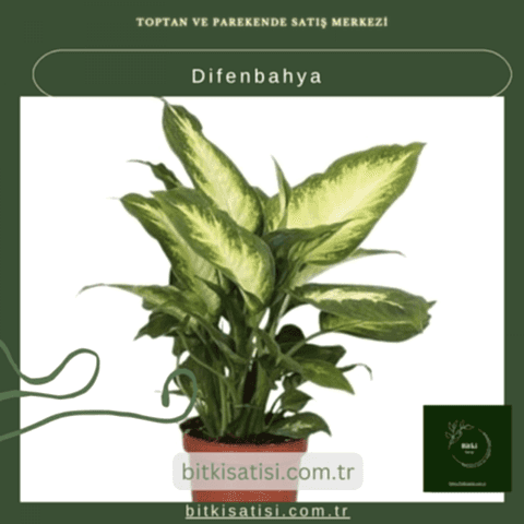 Difenbahya Bitkisi