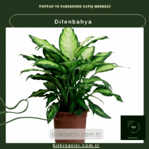 Difenbahya Bitkisi