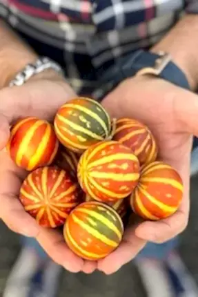 Doğal Kokulu Kaplan Kavunu Fidanı ile Taze Meyveler Yetiştirin!