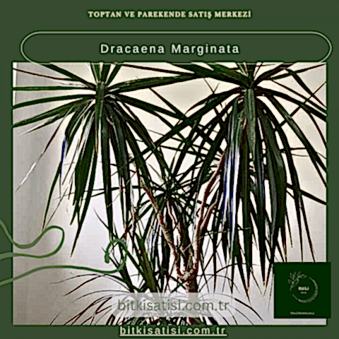 Dracaena Marginata