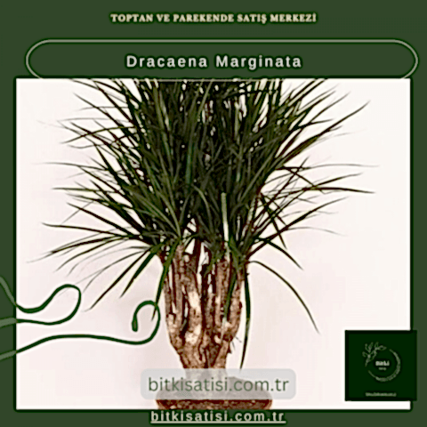 Dracaena Marginata