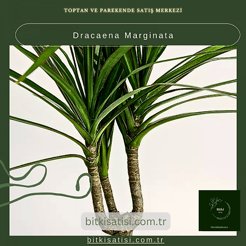 Dracaena Marginata