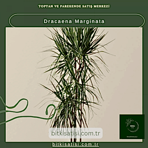Dracaena Marginata