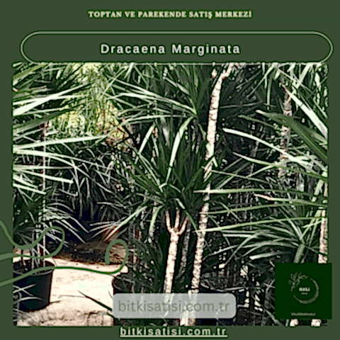 Dracaena Marginata
