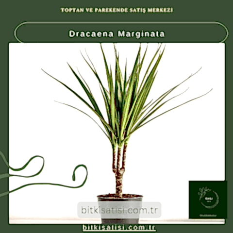 Dracaena Marginata