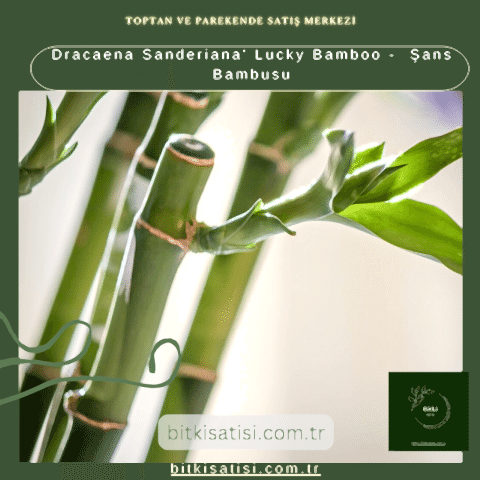 Dracaena Sanderiana' Lucky Bamboo -  Şans Bambusu