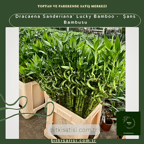 Dracaena Sanderiana' Lucky Bamboo -  Şans Bambusu