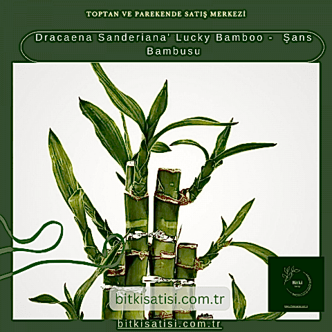 Dracaena Sanderiana' Lucky Bamboo -  Şans Bambusu