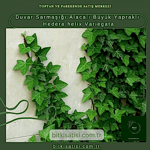Duvar Sarmaşığı Alacalı Büyük Yapraklı Hedera helix Variegata