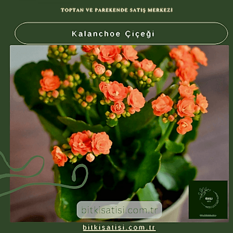 Evinizi Renklendiren Kalanchoe Çiçeği ile Bahar Esintisi