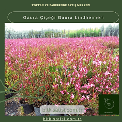 Gaura Çiçeği Gaura Lindheimeri