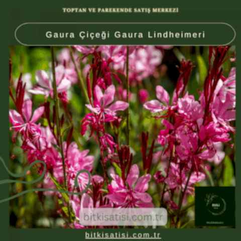 Gaura Çiçeği Gaura Lindheimeri