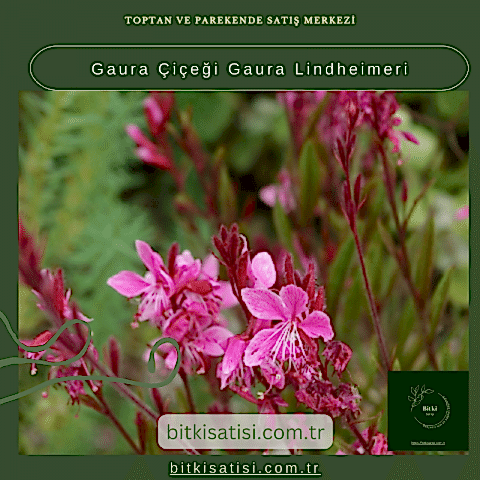 Gaura Çiçeği Gaura Lindheimeri