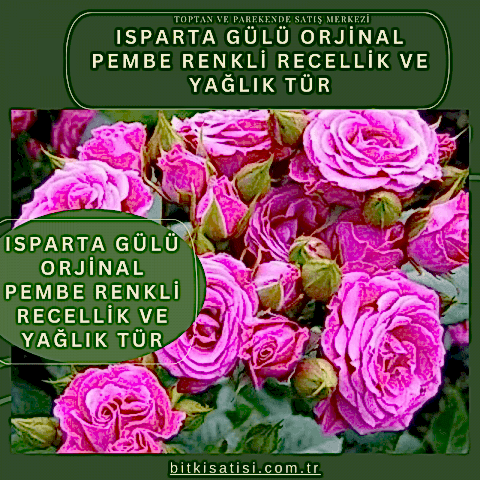 Bakı Gülü Orjinal Pembe Renkli Recellik Ve Yağlık Tür