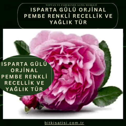 Bakı Gülü Orjinal Pembe Renkli Recellik Ve Yağlık Tür