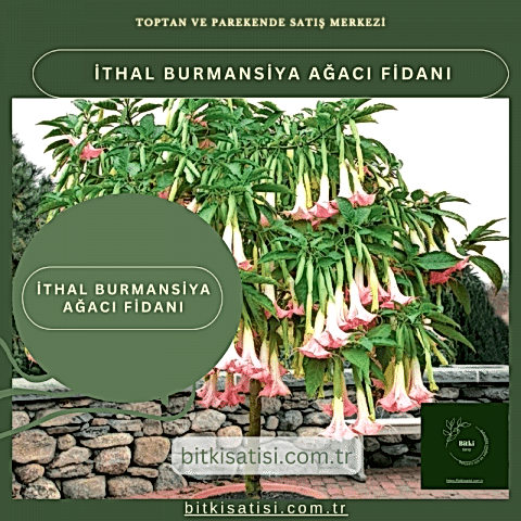 İthal Burmansiya Ağacı Fidanı