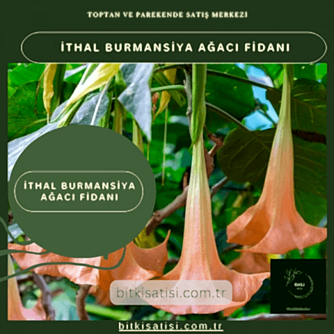 İthal Burmansiya Ağacı Fidanı