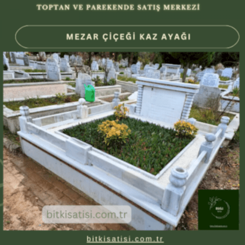 Kaz ayağı mezar çiçeği. Sıcak soğuk ve susuzluğa dayanıklı 45 fide al