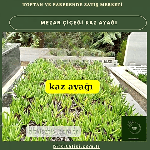 Kaz ayağı mezar çiçeği. Sıcak soğuk ve susuzluğa dayanıklı 45 fide al